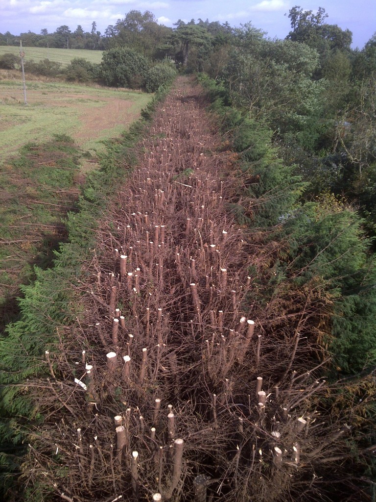 Leylandii Hedge When To Cut _ Trimming Leylandii Conifer Hedges – RZAWS