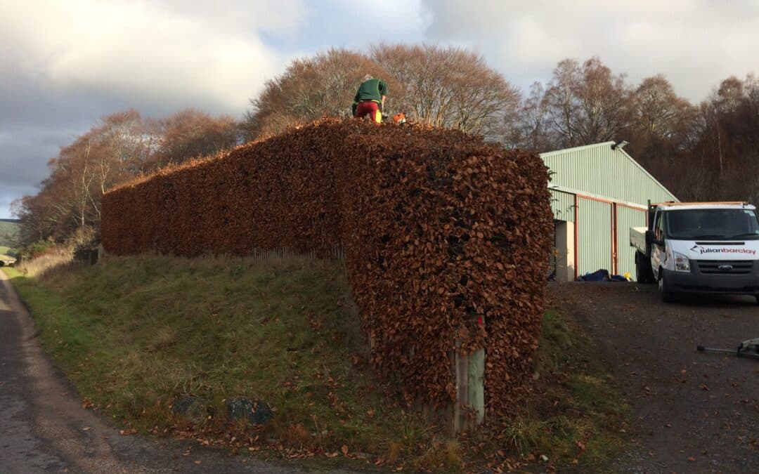 Beech Hedge Reduction, Royal Deeside
