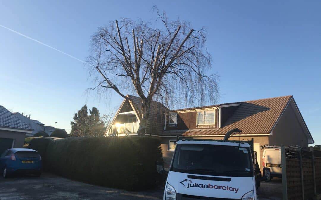 Silver Birch Tree Crown Reduction